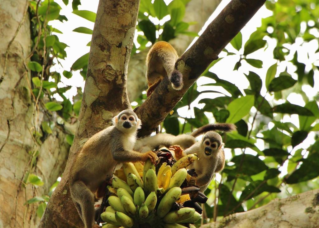 Hosteria El Paraiso De Las Orquideas Archidona エクステリア 写真